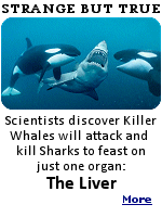 In mid-August 2020, Erick Higueras drone recorded a brutal hunt off Baja California in Mexico. A pod of orcas was hitting a great white shark  flipping it upside down and pushing it below the surface, only to come back up with its liver.